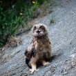 Končan monitoring ptic v zavarovanem območju Parka Škocjanske jame